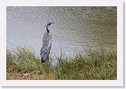 14SerengetiDayGameDrive - 080 * Black-headed Heron.